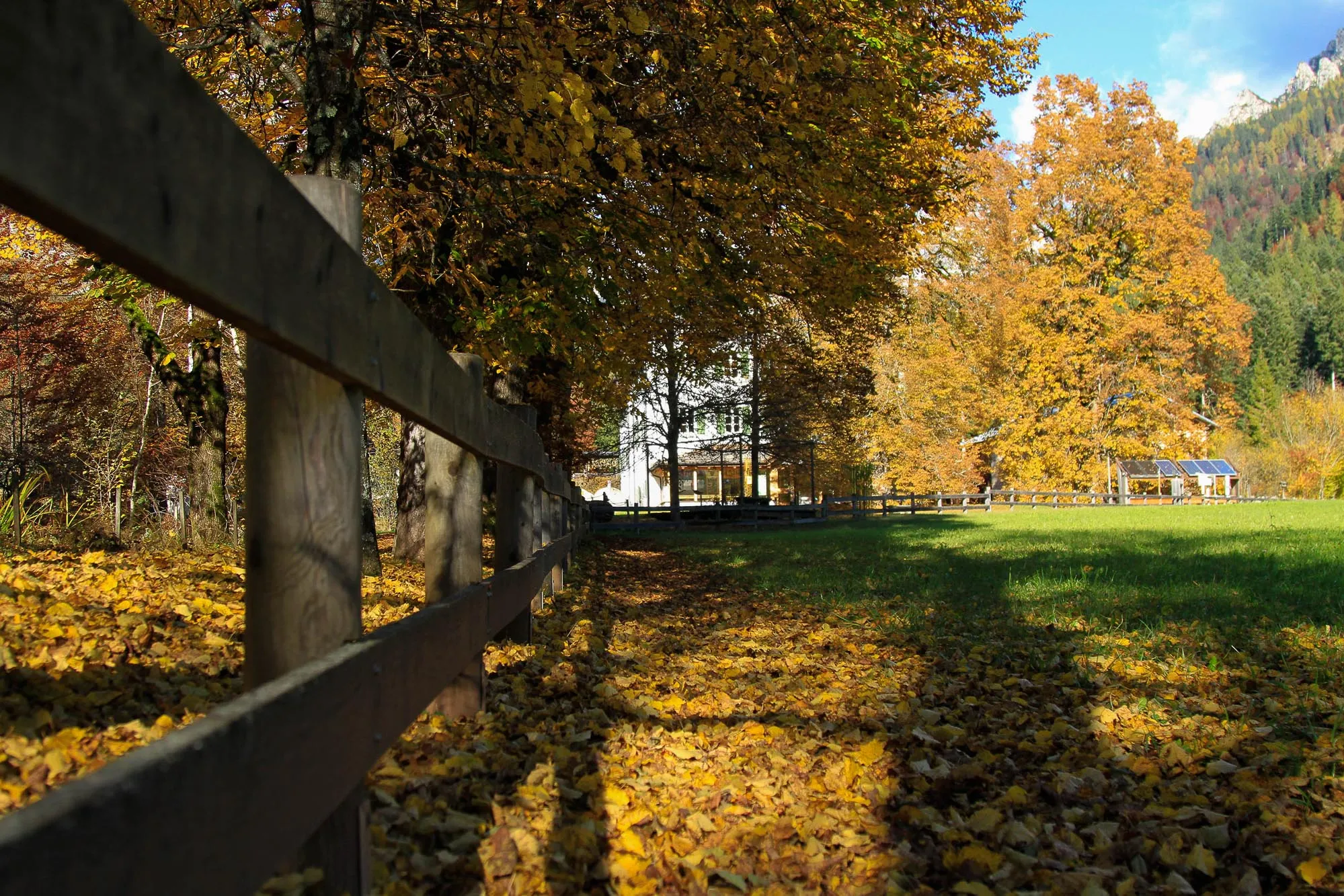 Sentiero tra gli alberi con foliage autunnale