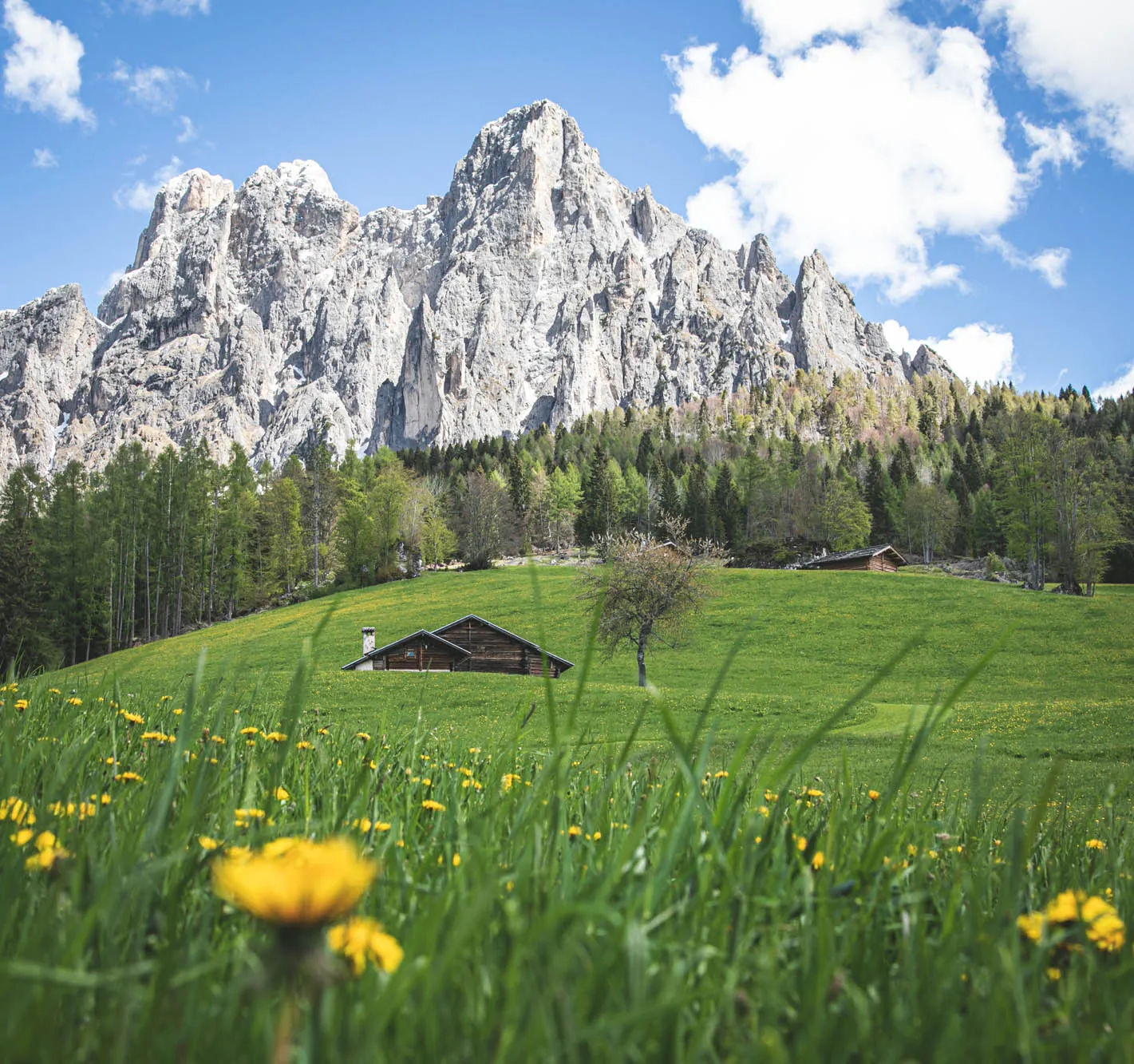 Prato fiorito ai piedi delle Dolomiti nella Valle di Primiero