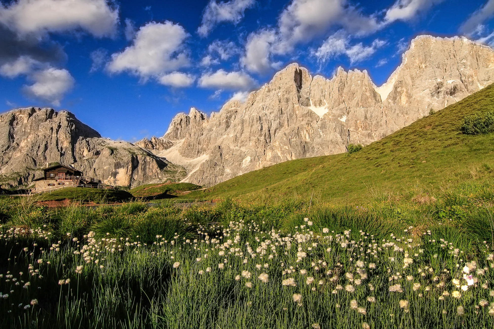 Prato alpino fiorito davanti alle Pale di San Martino